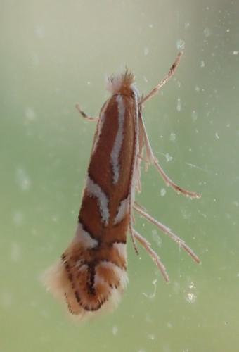 Réf. 276 109 : Phyllonorycter sp.